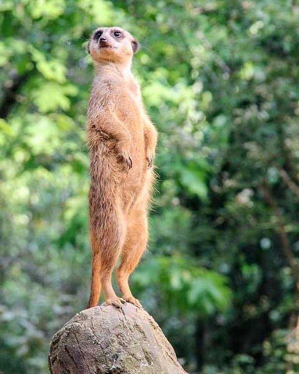 [Анна Воронина] Онлайн-воркшоп «Осанка» (2020)_0.jpg